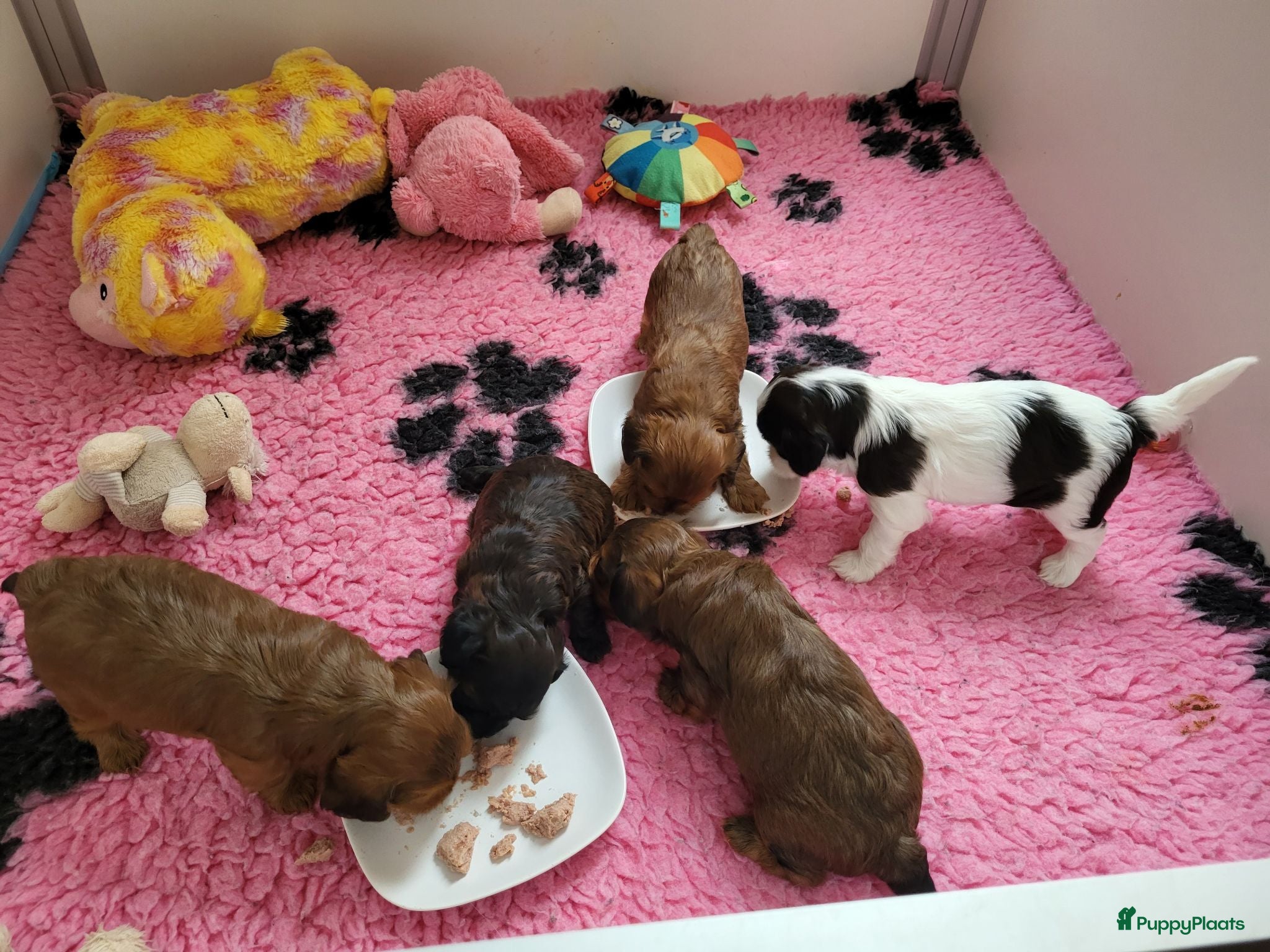 Kruising honden Havapoo pups - Advertentie 1