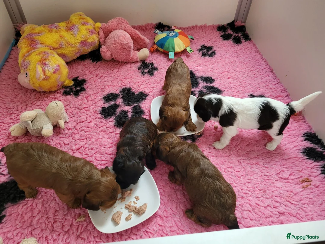 Kruising honden te koop: Havapoo pups - Advertentie 1