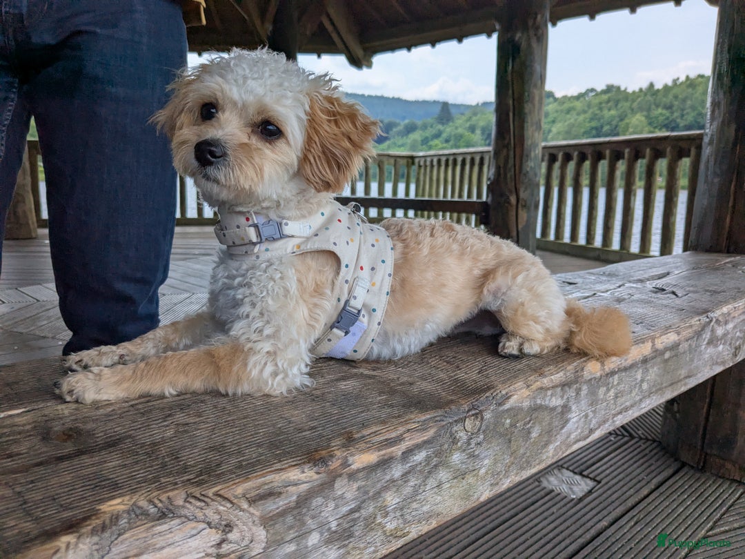 Maltipoo honden te koop: Maltipoo F1b worden rond kerst geboren 🥰 !  - Advertentie 23
