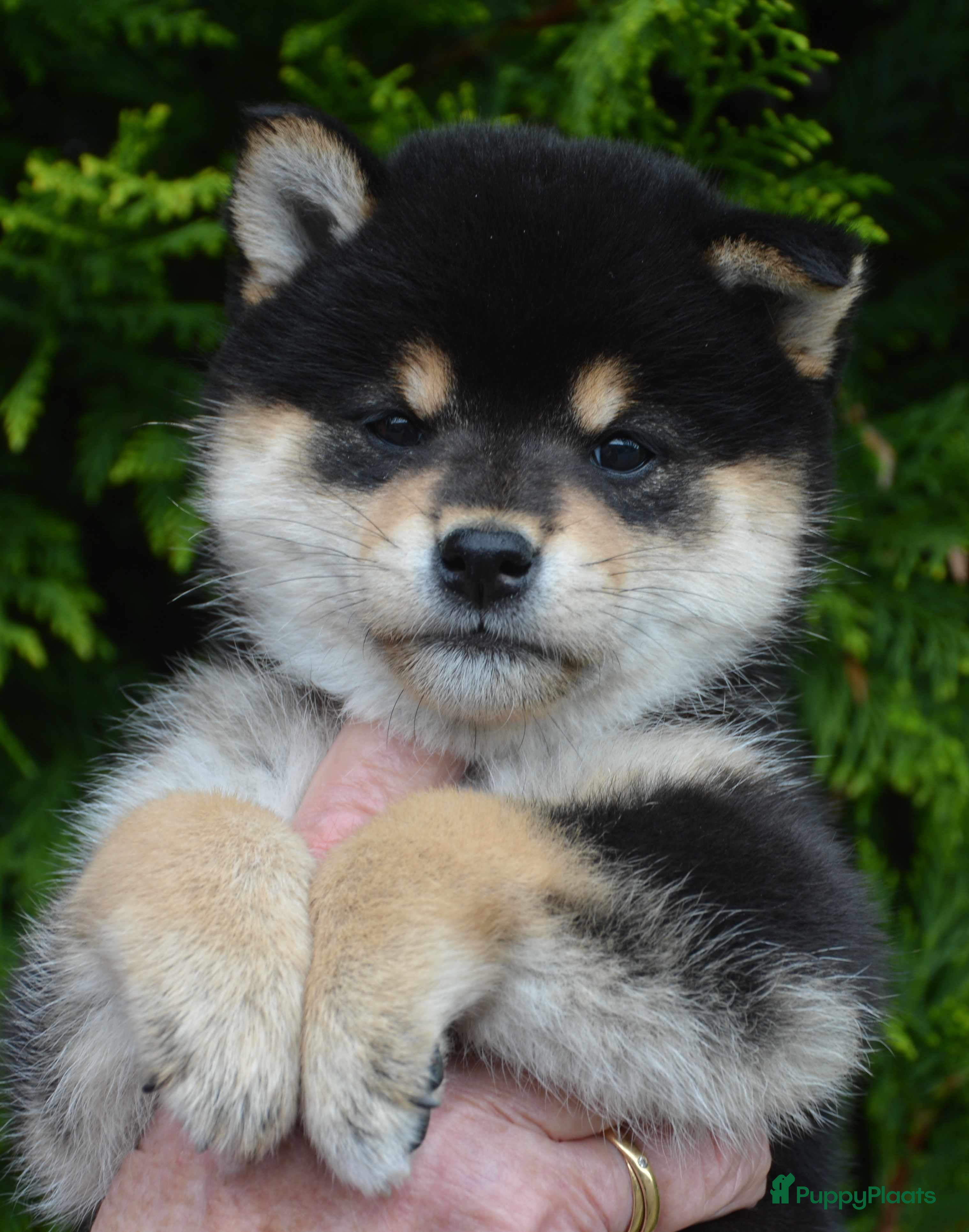 Shiba honden TOP PUPPY - Advertentie 1