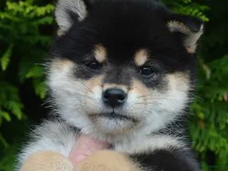 Shiba honden TOP PUPPY - Advertentie 1