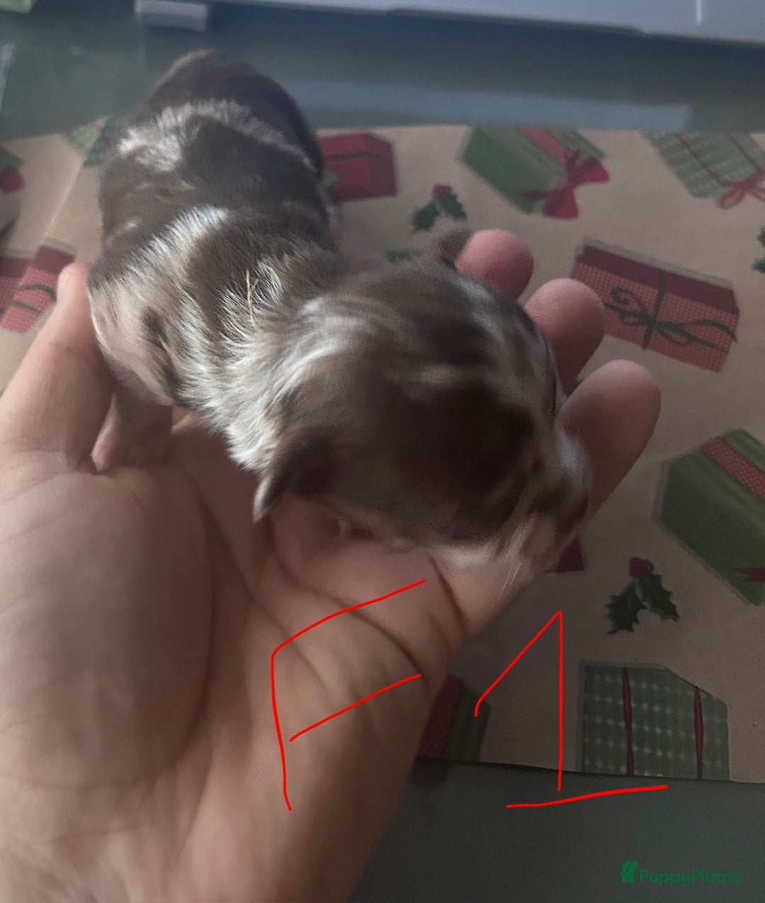 Chihuahua honden te koop: 6 lieve Chihuahua puppy’s - Advertentie 25