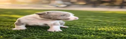Amerikaanse Bully honden te koop: Amerikaanse pocket bully’s  in Oss - Advertentie 10