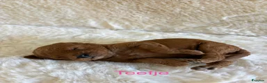 Labradoodle 3