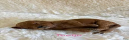 Labradoodle honden te koop: Inschrijving geopend!! Prachtige Toypoedels - Advertentie 3