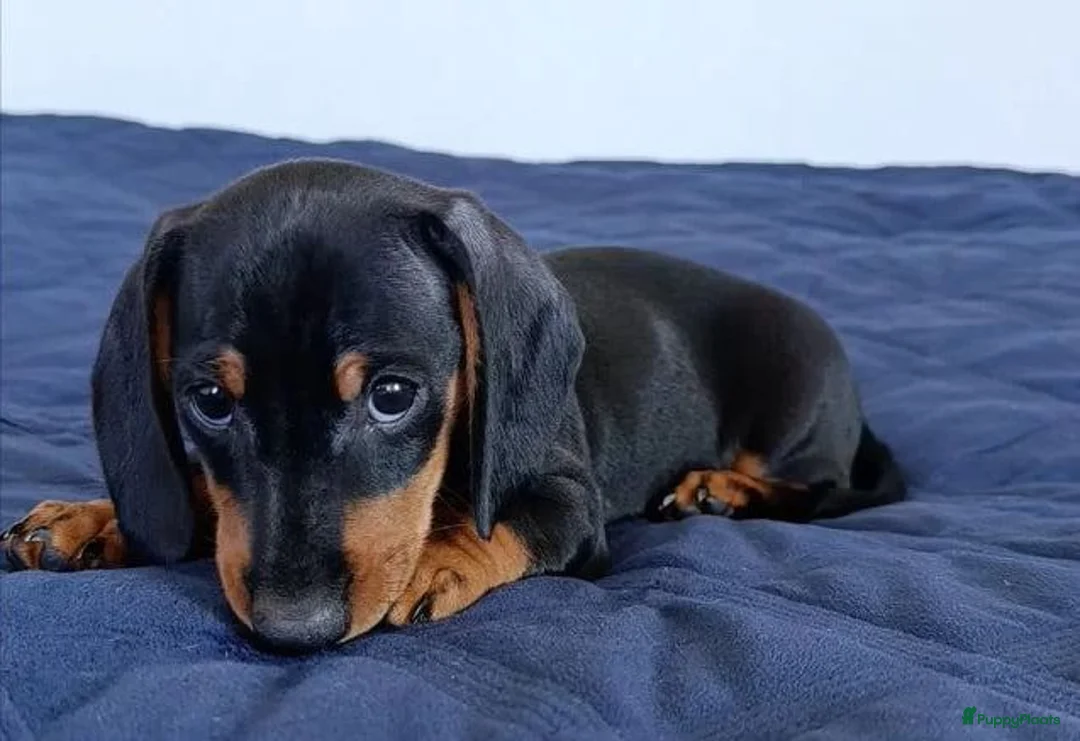 Teckel (korthaar)  honden te koop: Teckel pupp - Advertentie 1