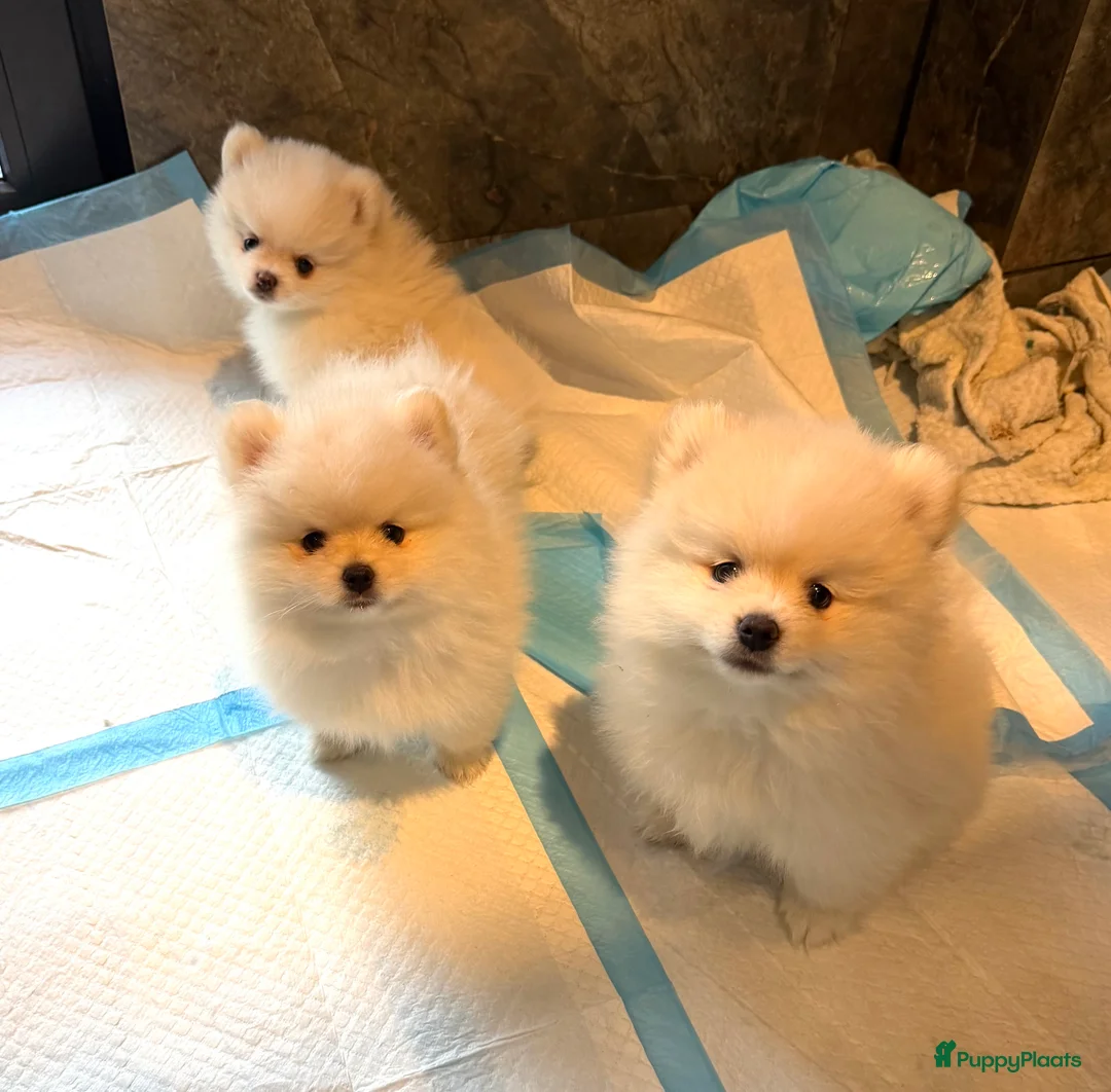 Pomeriaan honden te koop: Prachtige raszuivere pomeriaan pomeranian pups - Advertentie 9