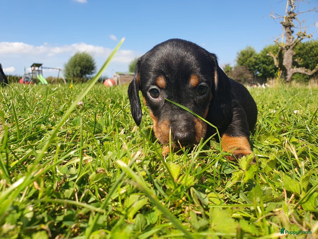 Ruwhaar Teckel honden te koop: Standaard ruwhaar teckel  - Afbeelding 2