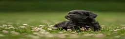 Kruising honden ter dekking: Boompoo dekreu  - Advertentie 7