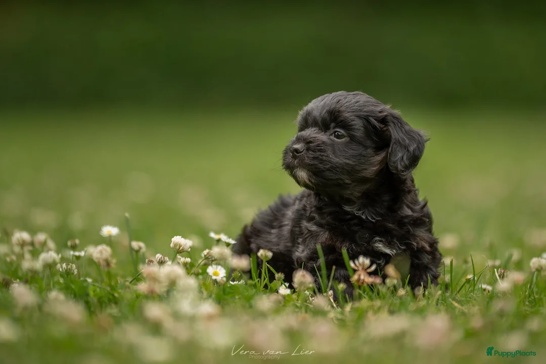 Kruising honden ter dekking: Boompoo dekreu  - Advertentie 7