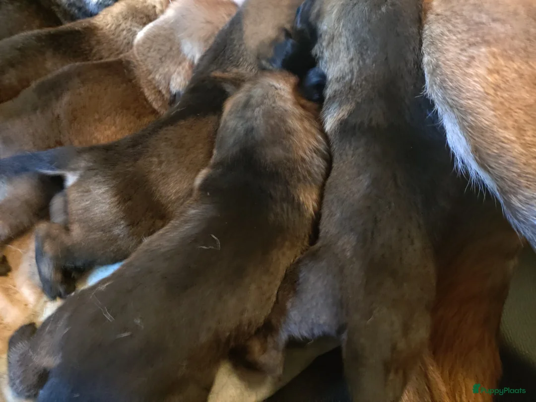 Mechelse Herder honden te koop: Super mooie mechelse herder pups  - Advertentie 10