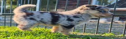Kruising honden te koop: Mini australian shepherd pup - Advertentie 9