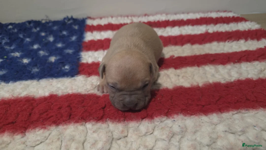 American Staffordshire Terriër honden te koop: Prachtige Amerikaanse Staffordshire Terriër pups - Advertentie 11