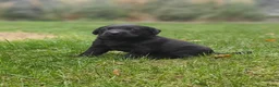 Labrador Retriever honden te koop: Labrador Retriever pups  - Advertentie 9