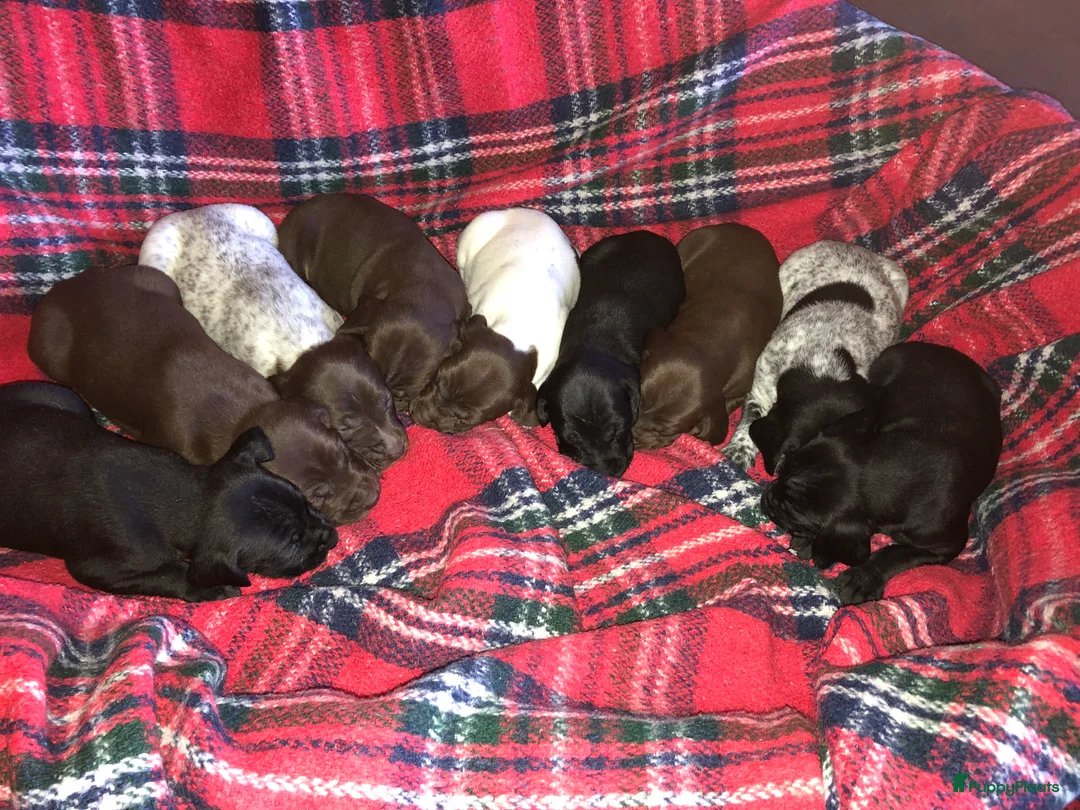 Duitse Staande Hond Korthaar honden te koop: Duitse staande korthaar pups - Advertentie 4