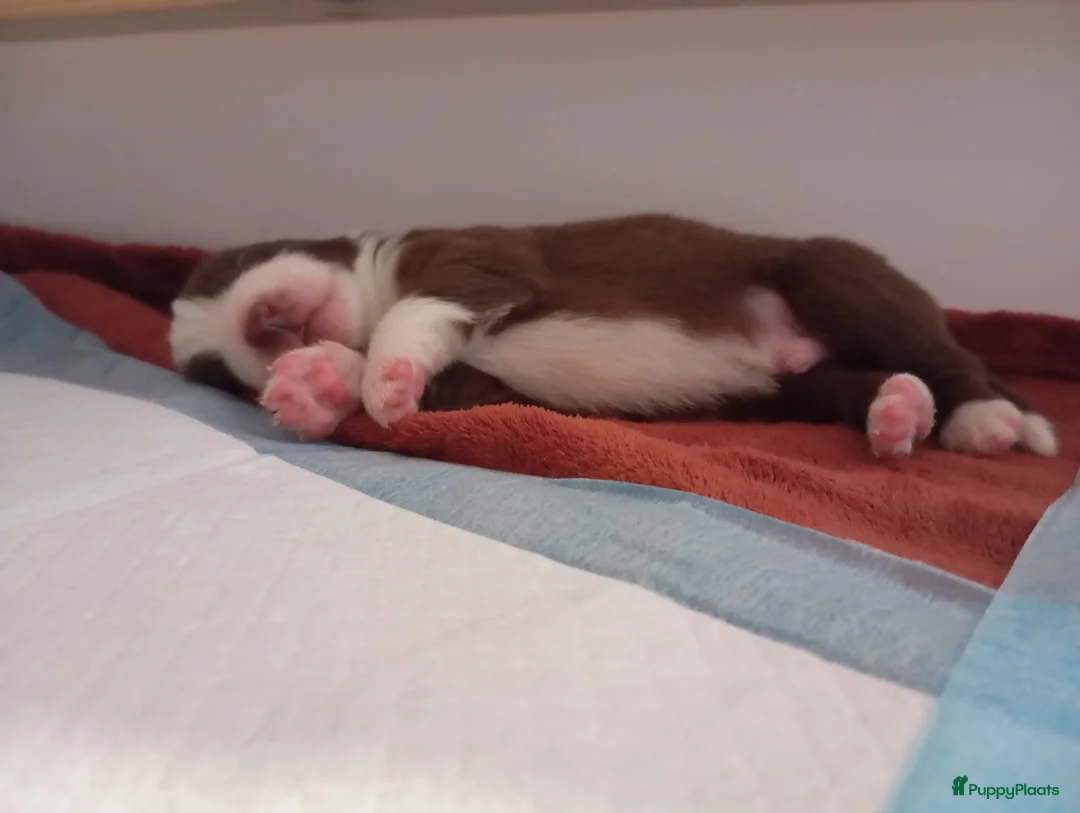 Australian Shepherd honden te koop: 10 prachtige Australische herder pups! - Advertentie 21