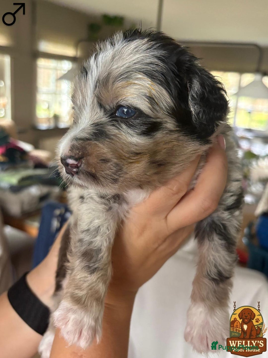 Kruising honden te koop: 🐾 Labradoodle x Australische Herder Pups 🐾 - Advertentie 2