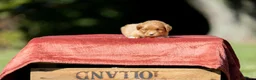 Nova Scotia Duck Tolling Retriever honden te koop: Gesocialiseerde Nova scotia Toller pups te koop! - Advertentie 3
