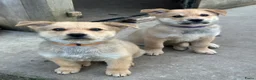 Kruising honden te koop: Pup Eurasiër / Herdermix - Advertentie 2