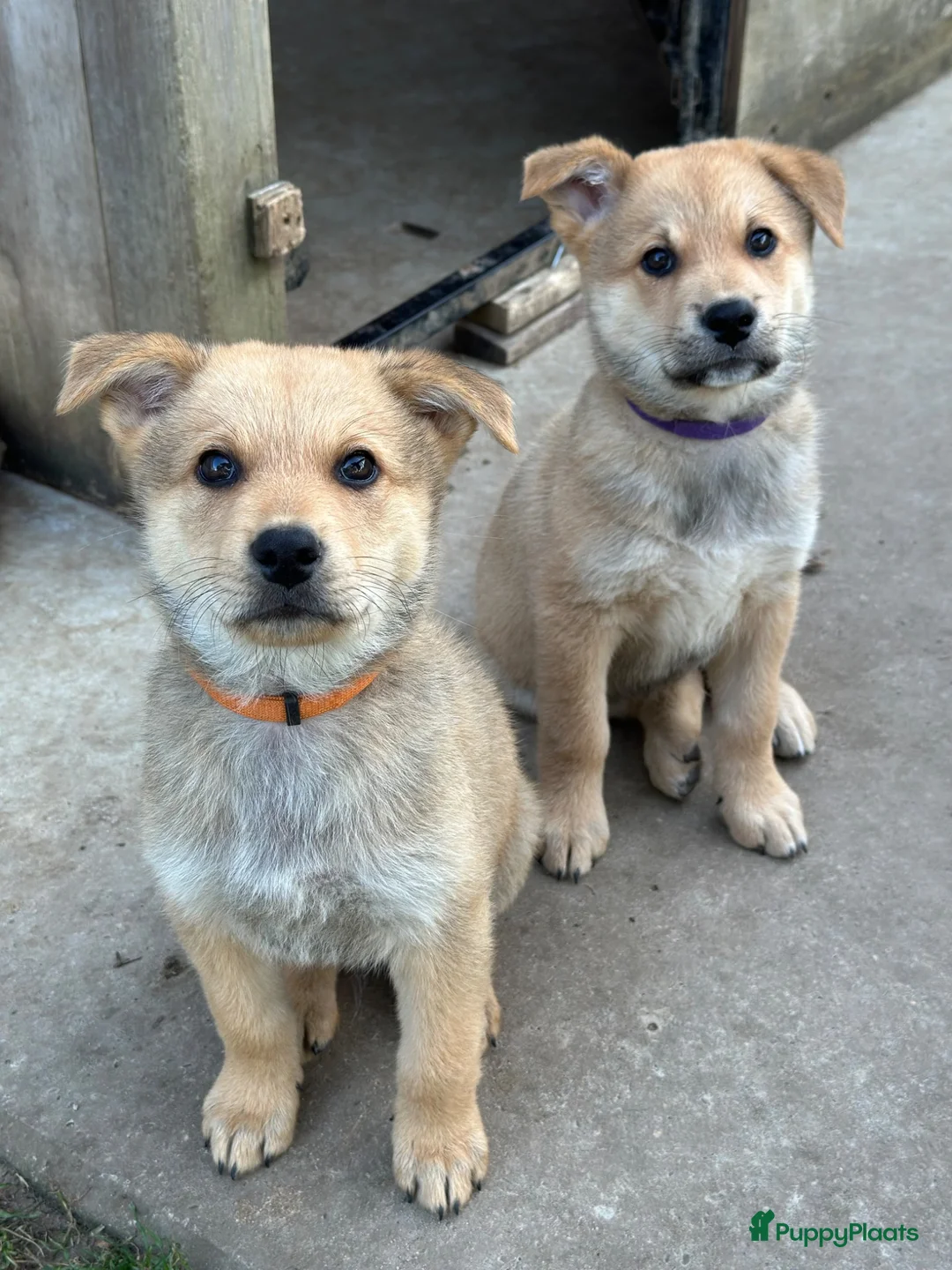 Kruising honden te koop: Pup Eurasiër / Herdermix - Advertentie 2