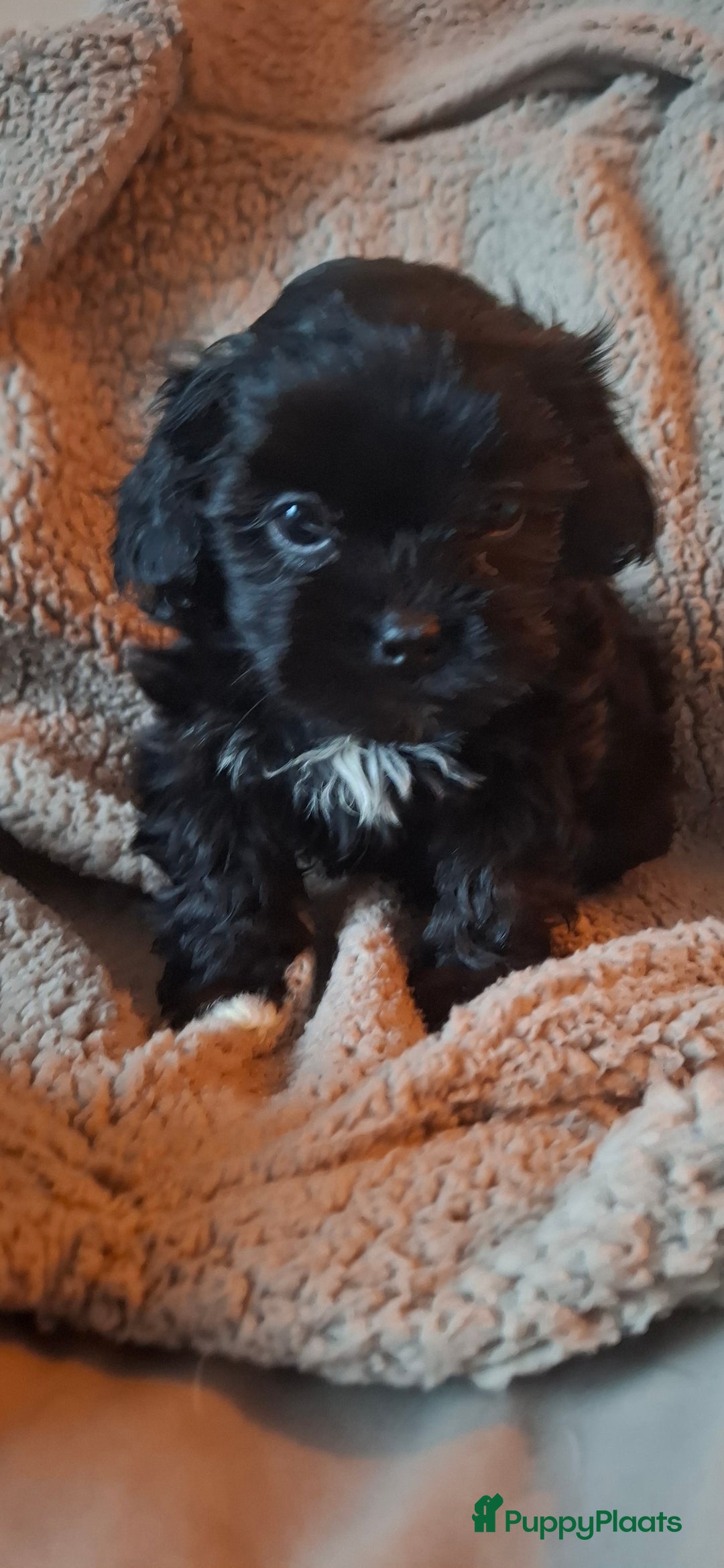Maltipoo honden te koop: Prachtige maltipoo pups 🥰 - Advertentie 3