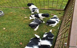 Friese Stabij honden te koop: Te koop 3 Friese stabij reutjes - Afbeelding 16