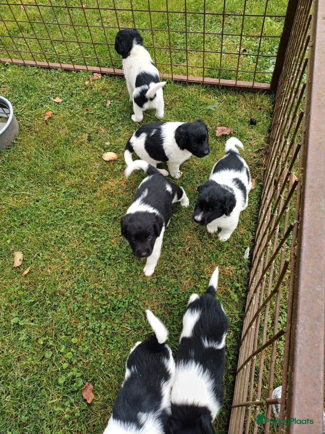 Friese Stabij honden te koop: Te koop 3 Friese stabij reutjes - Afbeelding 16