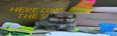 Pomeriaan 1