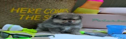 Pomeriaan honden te koop: Mooie pomeranian/ dwergkees pups met fci stamboom - Advertentie 4