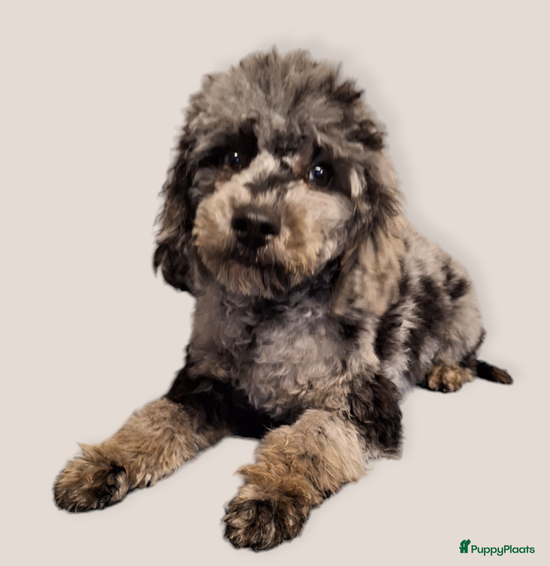 Poedel Toy honden te koop: tk blue merle tan reutje 2,5 jaar - Advertentie 2