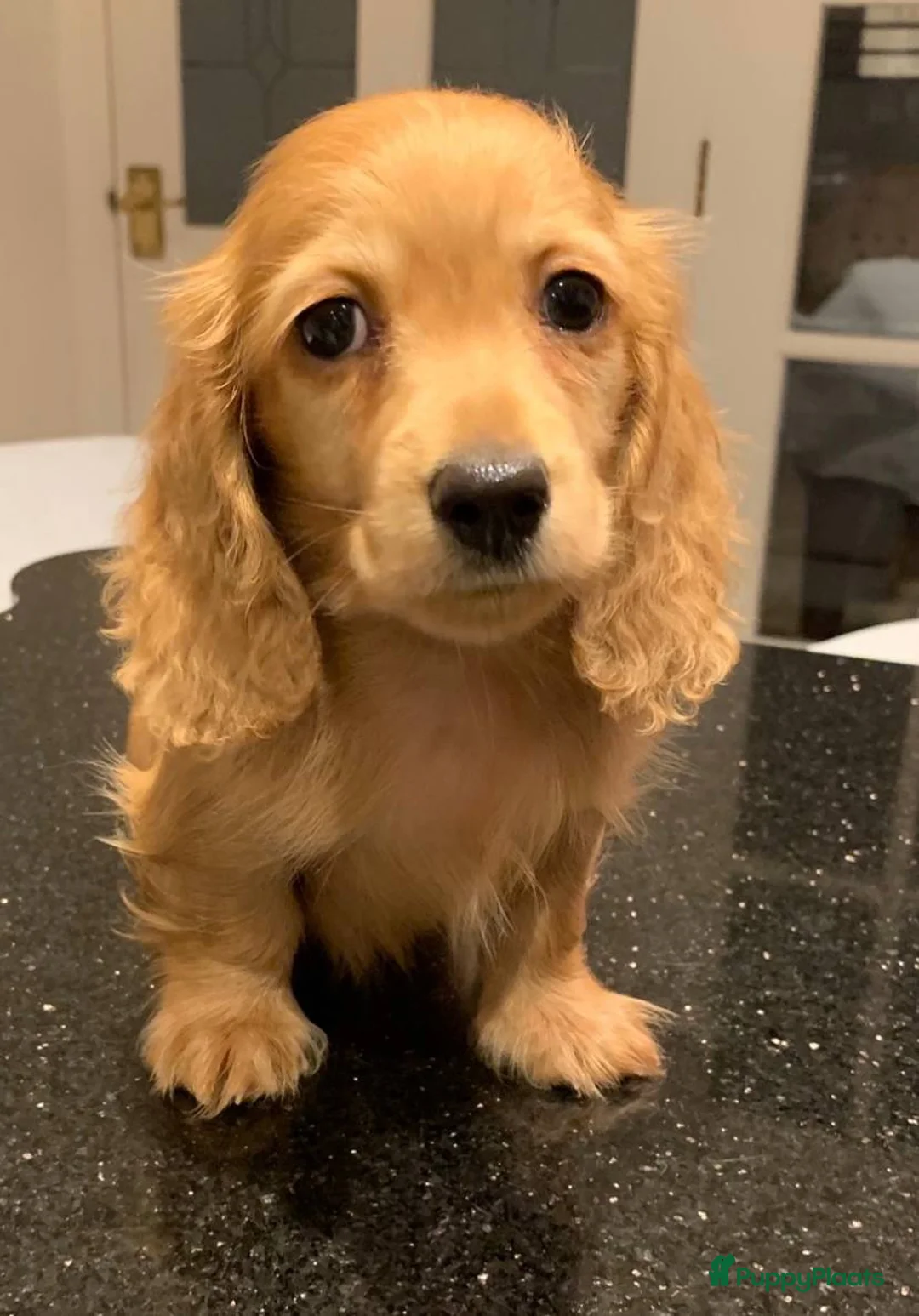 Teckel (korthaar)  honden te koop: Teckel puppy’s  - Advertentie 4