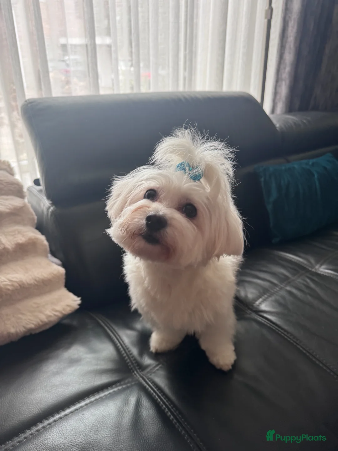 Maltipoo honden te koop: Maltipoo pups te koop - Advertentie 4