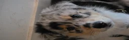 Australian Shepherd honden te koop: 3 prachtige stamboom Aussie reutjes  - Advertentie 3