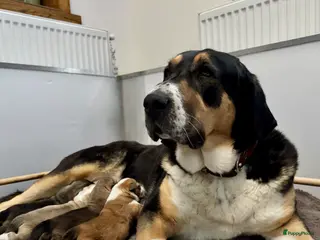 Alabai honden Prachtige Alabai - Central Asian Ovcharka teef - Advertentie 1