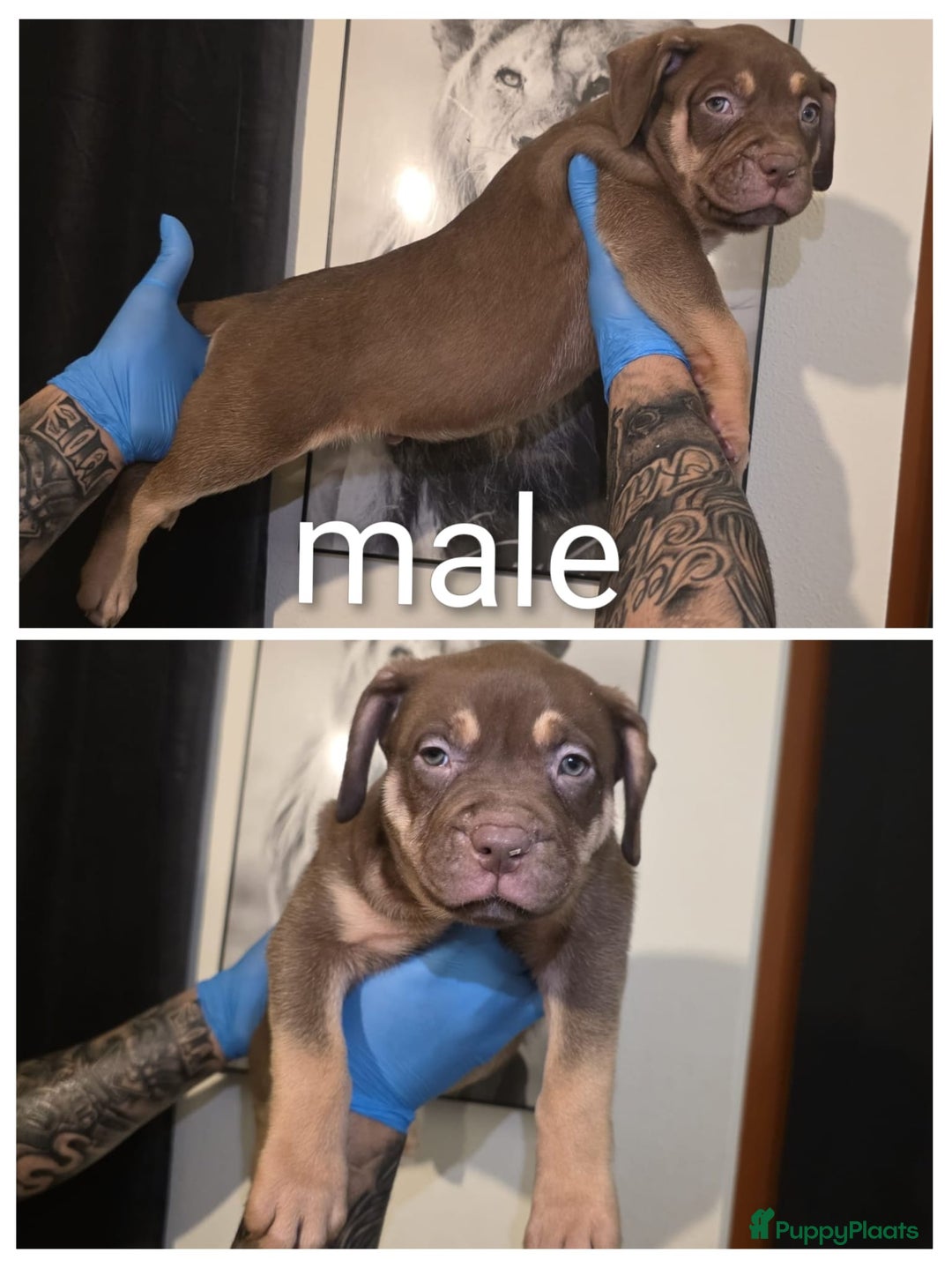 Amerikaanse Bully honden te koop: Xl bully  - Advertentie 3