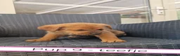 Kruising honden te koop: Rottweiler x moskovitische waakhond in De Westereen - Advertentie 16