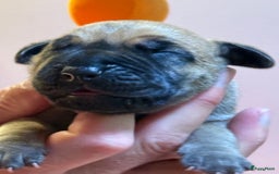 Duitse Dog honden te koop: Verwacht Duitse dog pups  - Afbeelding 2