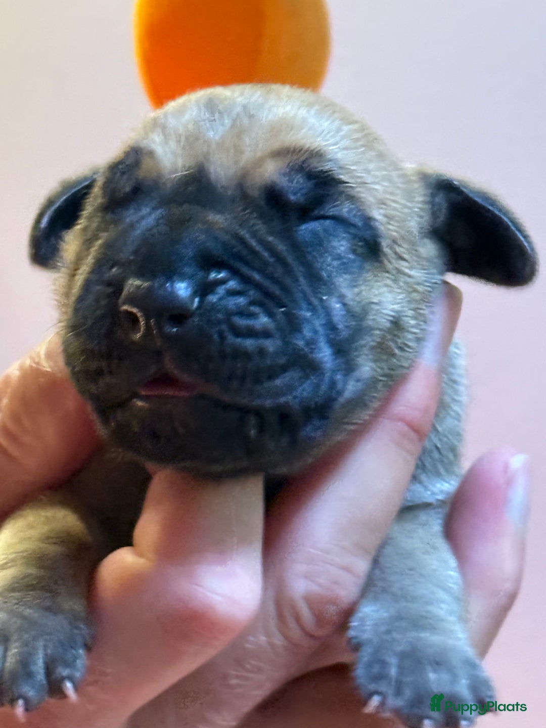 Duitse Dog honden te koop: Verwacht Duitse dog pups  - Afbeelding 2