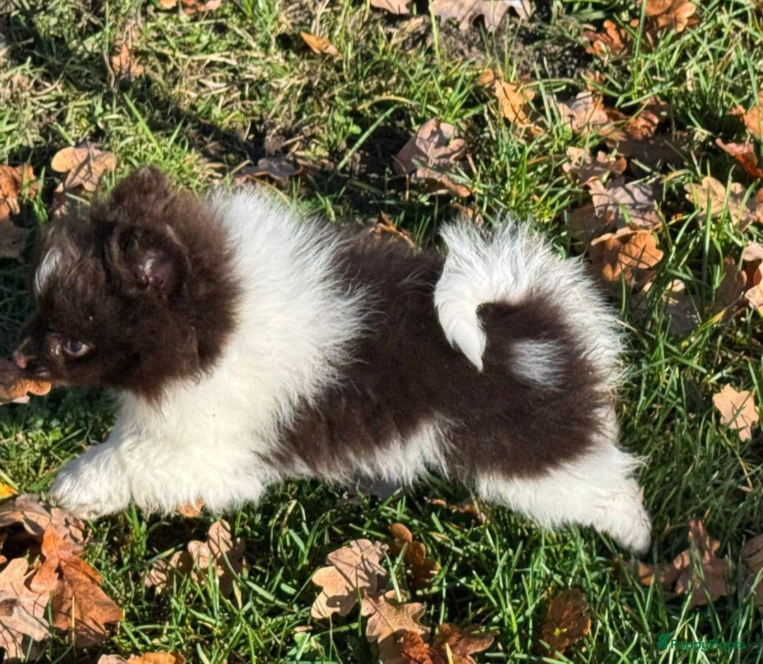 Pomeriaan honden te koop: 7 weken oude spitz puppy - Advertentie 7