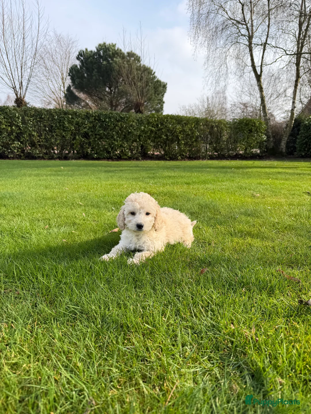 Labradoodle honden te koop: Mini Doodle (Poedel x Mini Labradoodle) pups - Advertentie 16