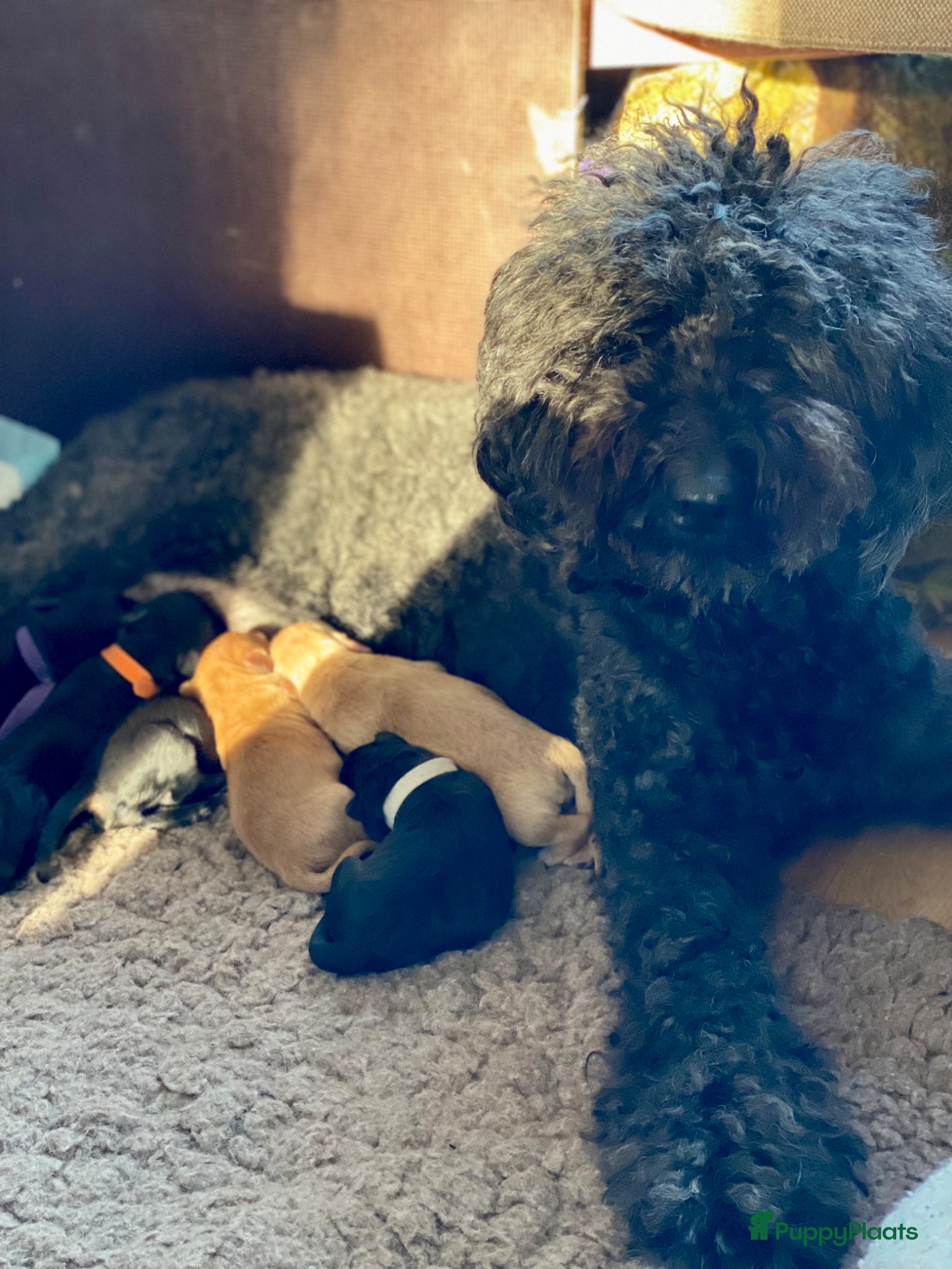 Australian Labradoodle honden Prachtig nestje Australian Labradoodles van Koosje - Advertentie 2