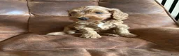 Labradoodle honden te koop: Labradoodle pups reutjes (mini) - Advertentie 3