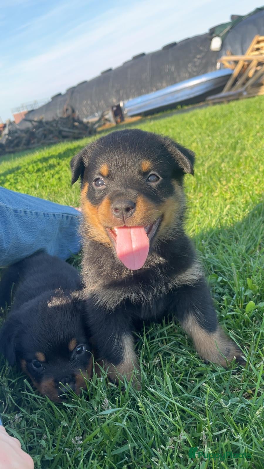 Rottweiler honden Super lieve sociale puppy's  - Advertentie 1