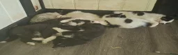 Kruising honden te koop: Prachtige dutch Laika's  - Advertentie 6