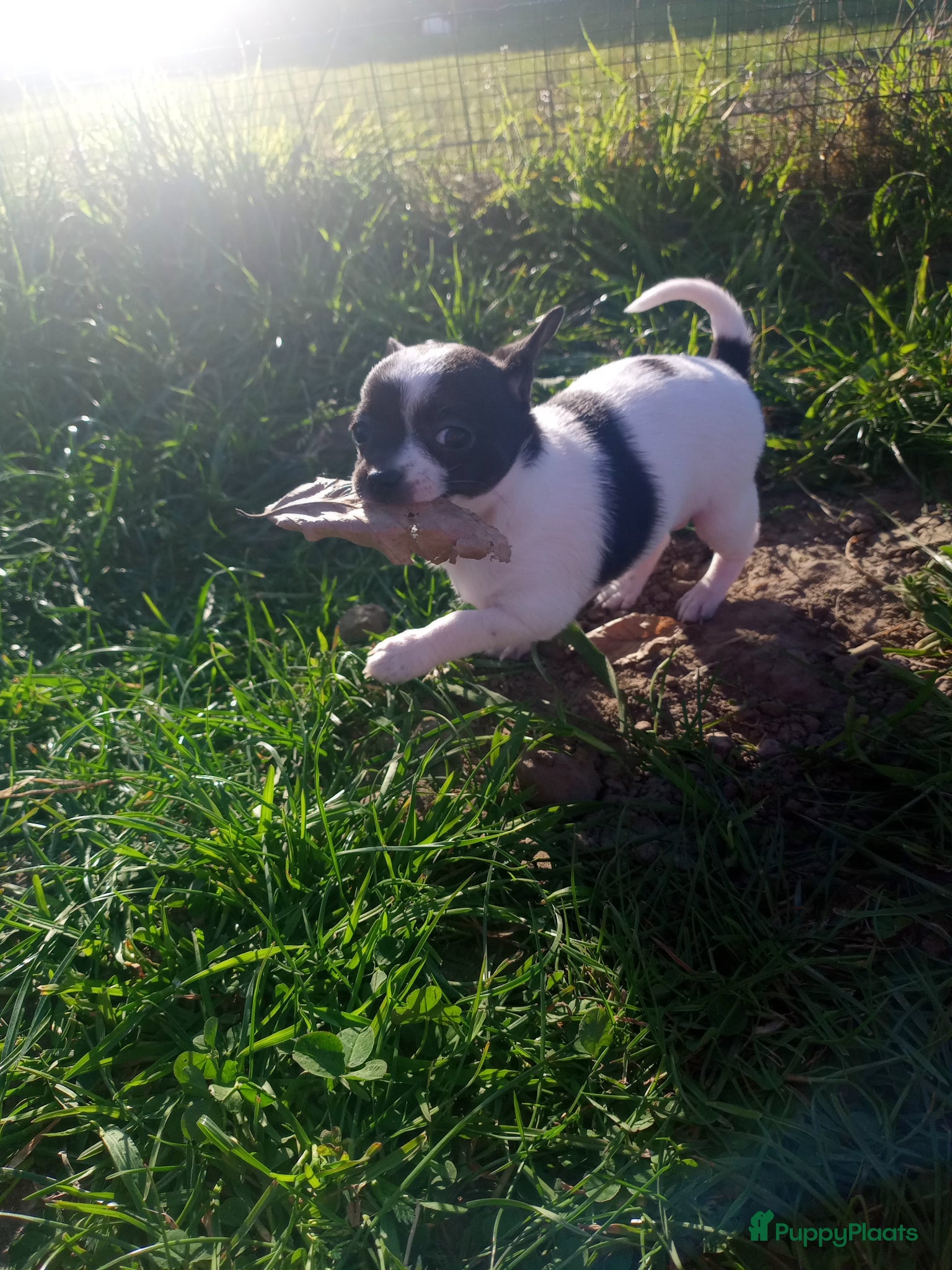 Chihuahua honden Chihuahua Puppy teefje volledig medisch getest! - Advertentie 1