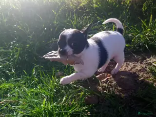 Chihuahua honden Chihuahua Puppy teefje volledig medisch getest! - Advertentie 7