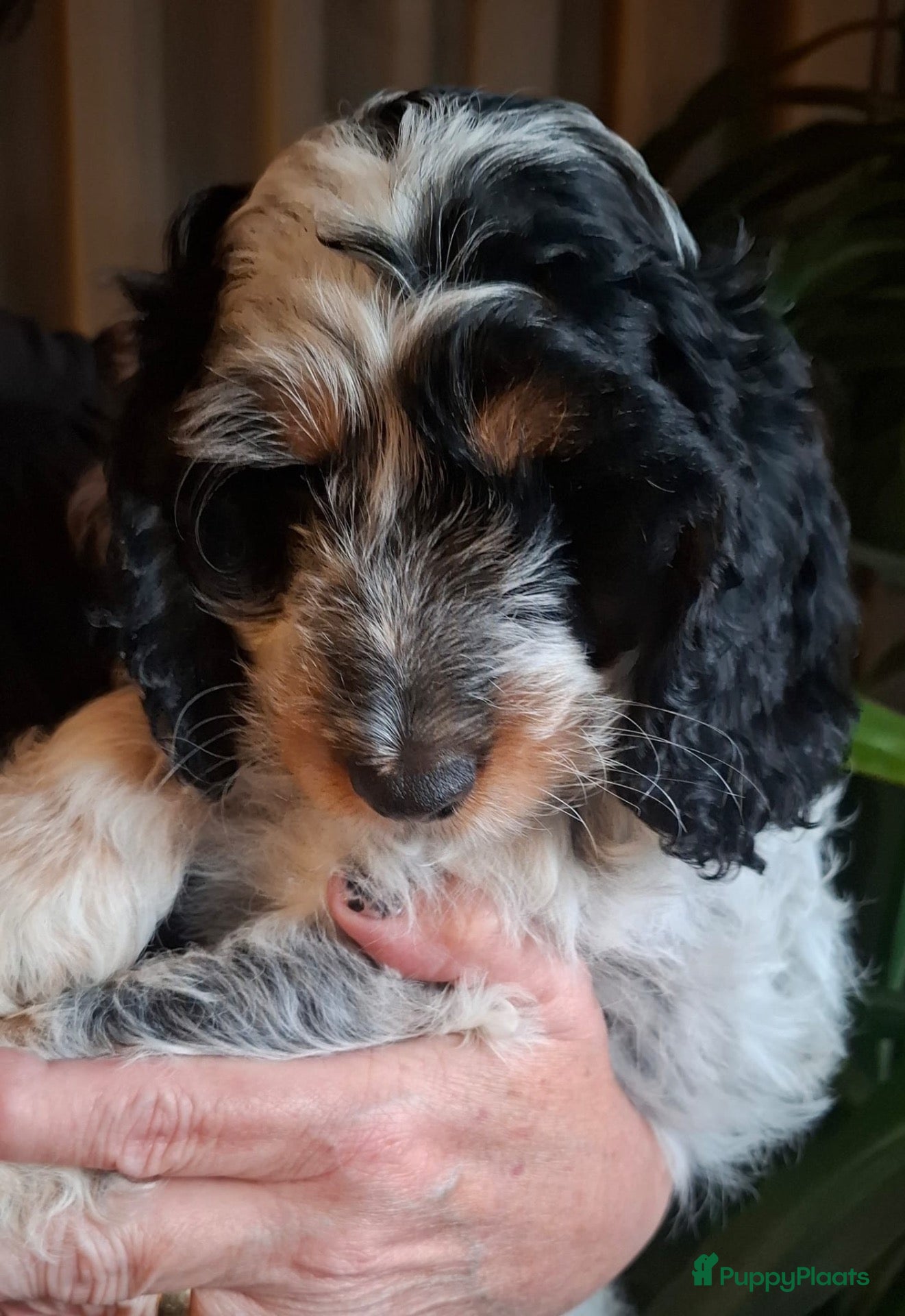 Cockapoo honden Cockapoo’s zoeken een gouden mandje  - Advertentie 2