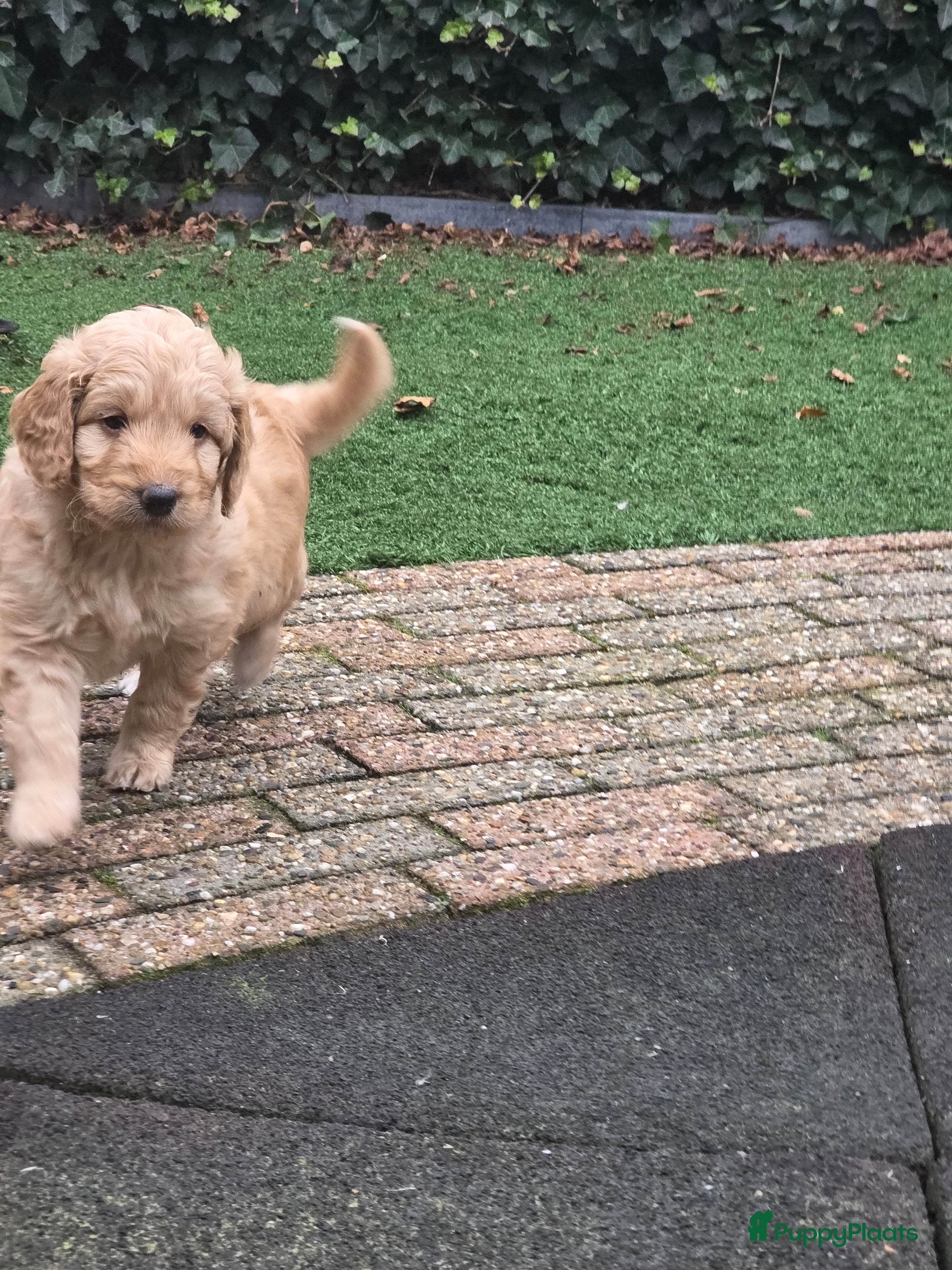 Kruising honden Goldendoodle multigen reutjes mogen verhuizen - Advertentie 3