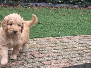 Kruising honden Goldendoodle multigen reutjes mogen verhuizen - Advertentie 1