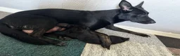 Mechelse Herder honden te koop: Mechelse herders te koop - Advertentie 4